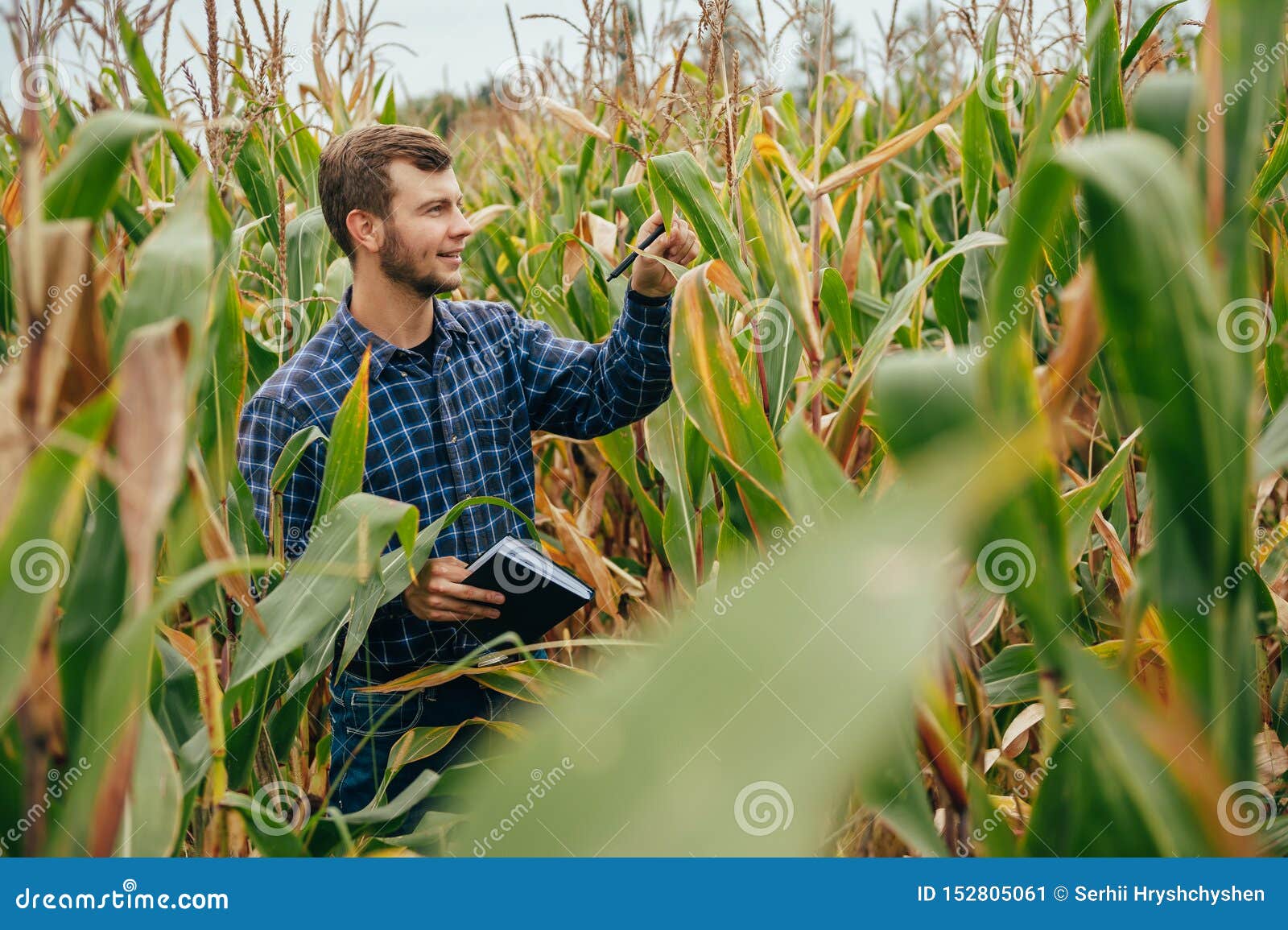 agronomist holds tablet touch pad computer in the corn field and examining crops before harvesting. agribusiness concept.