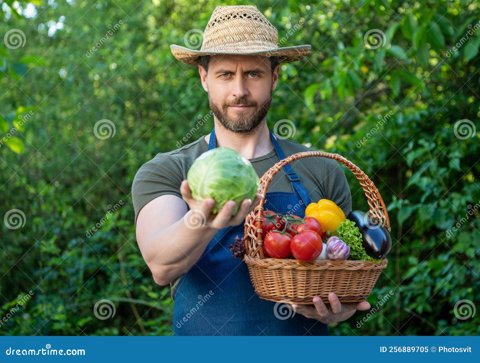 Agronomist in Straw Hat Hold Basket Full of Vegetables Stock Image