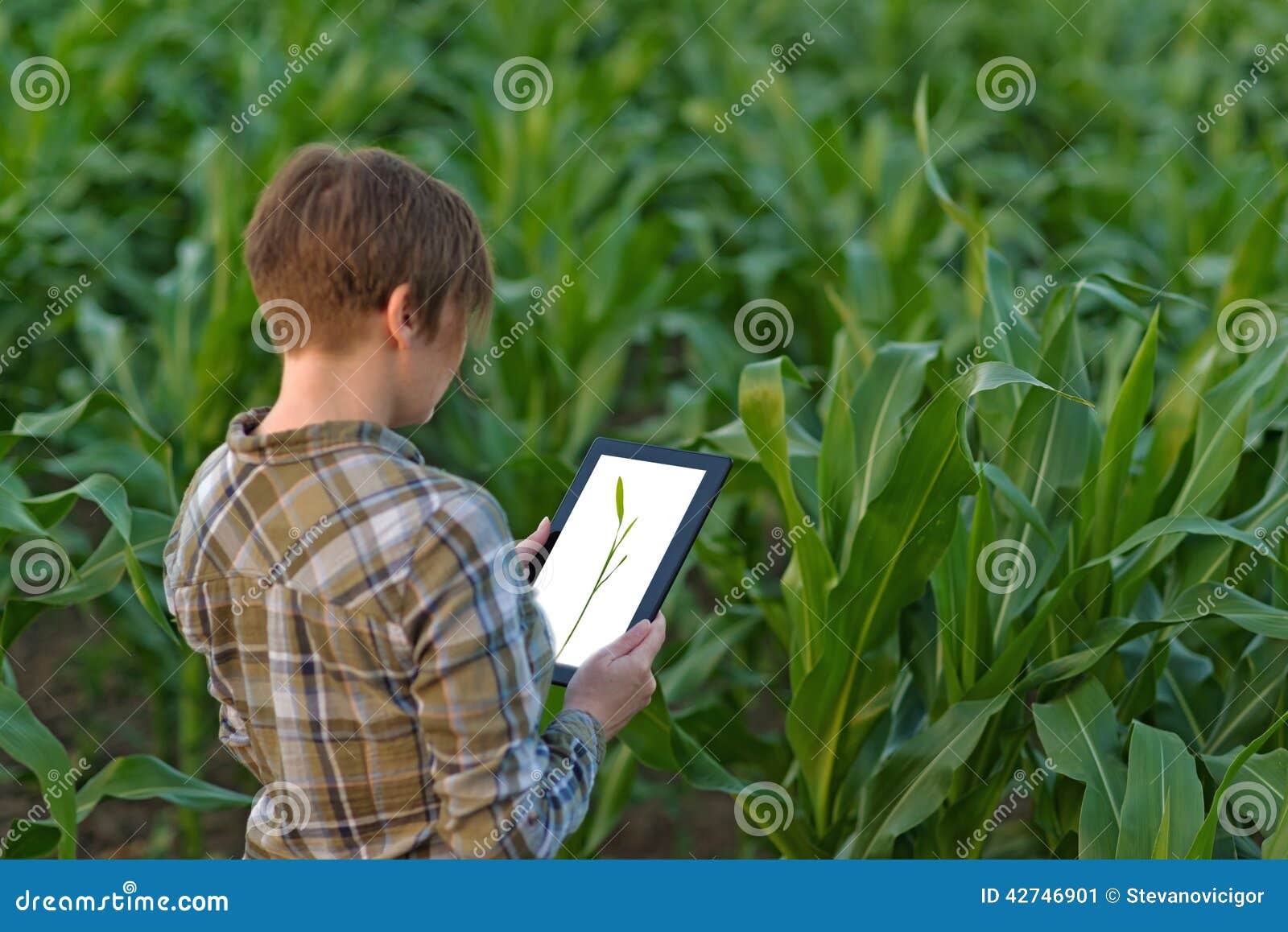 agronomist with tablet computer in corn field