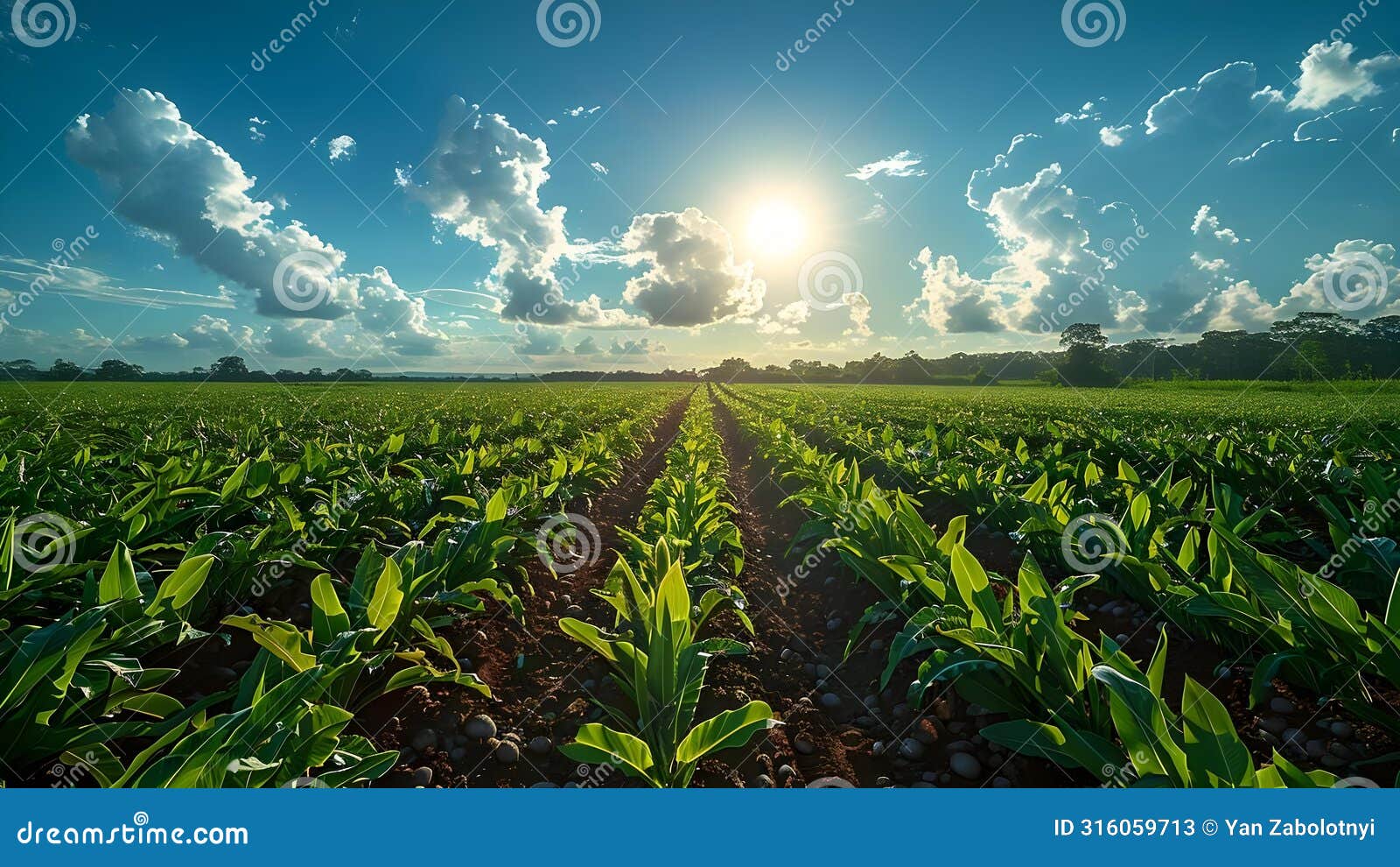 agronomists use mobile internet to test new cultivation methods for sugarcane. concept agricultural