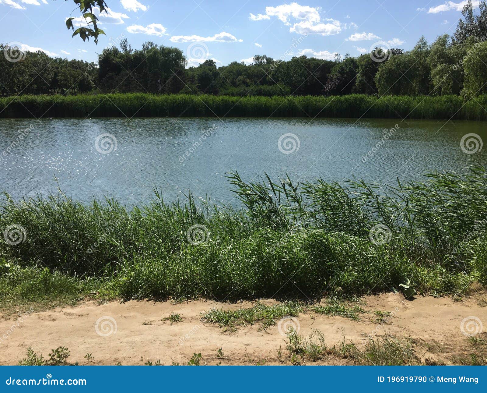 Agua De Lago Verde Y Junco De Lago Imagen Editorial Imagen De Escena