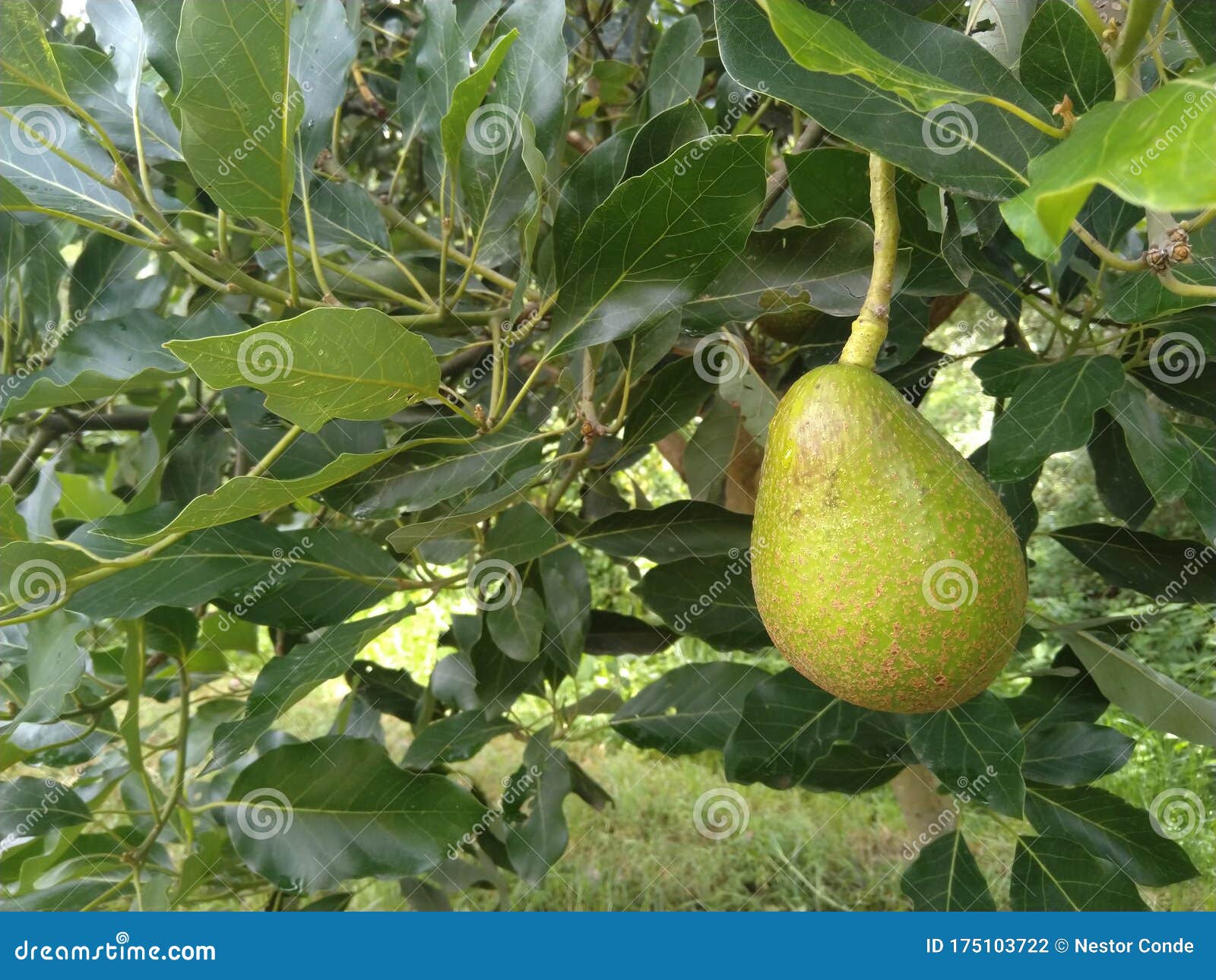 aguacate in ecuador