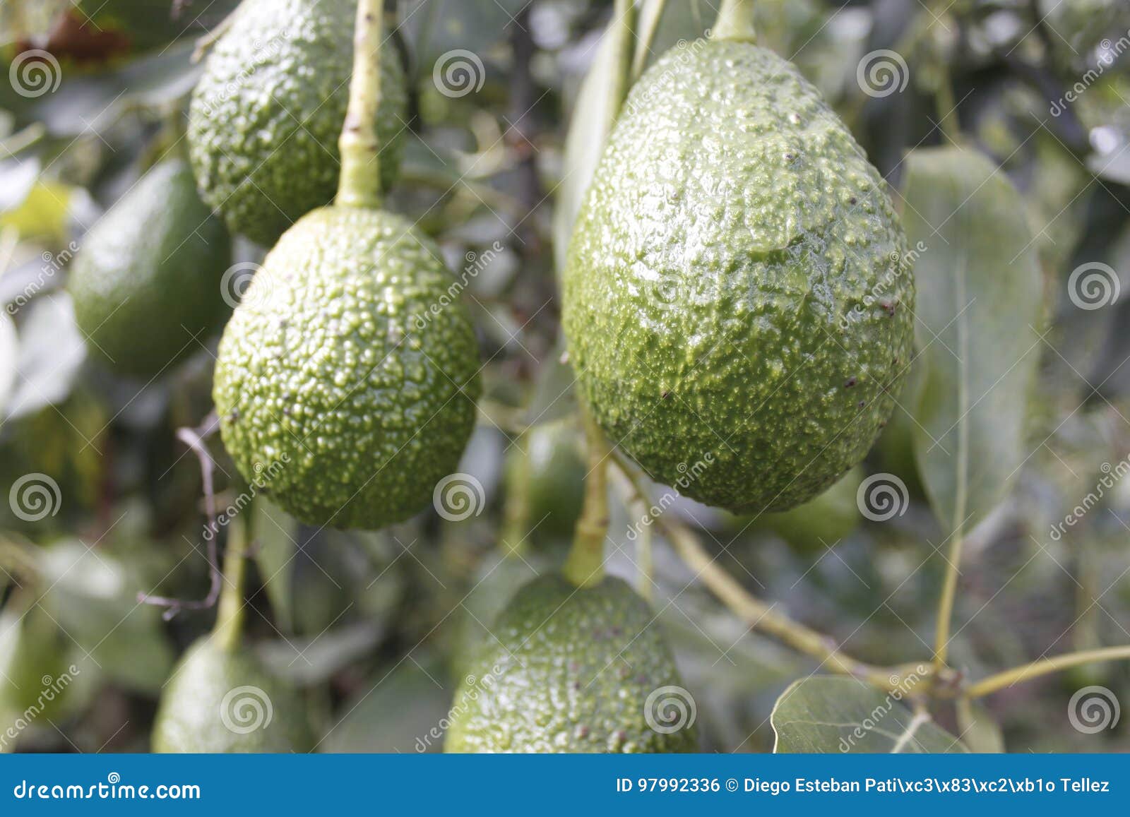 aguacate hass