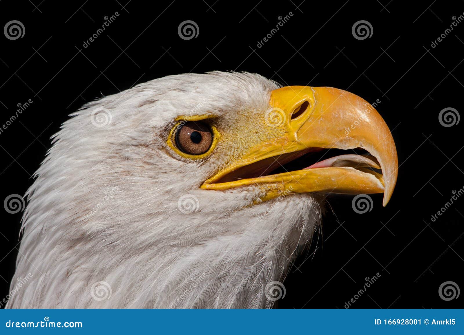 Aguila Calva Retrato Fuerte De Color Amarillo Y Ojos Inteligentes  Impresionantes Imagen de archivo - Imagen de calvo, fondo: 166928001