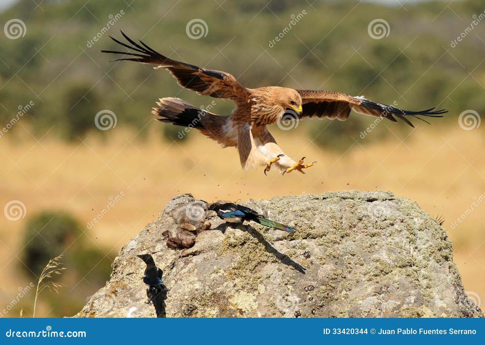 aguila imperial aterrizando