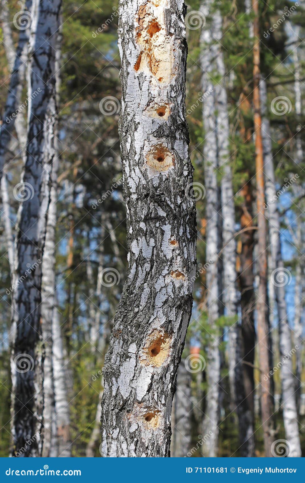 Agujeros en el tronco del pájaro de la pulsación de corriente del abedul. El tronco de un árbol de abedul con los agujeros hechos por un pájaro de la pulsación de corriente durante la búsqueda de las larvas del escarabajo de corteza