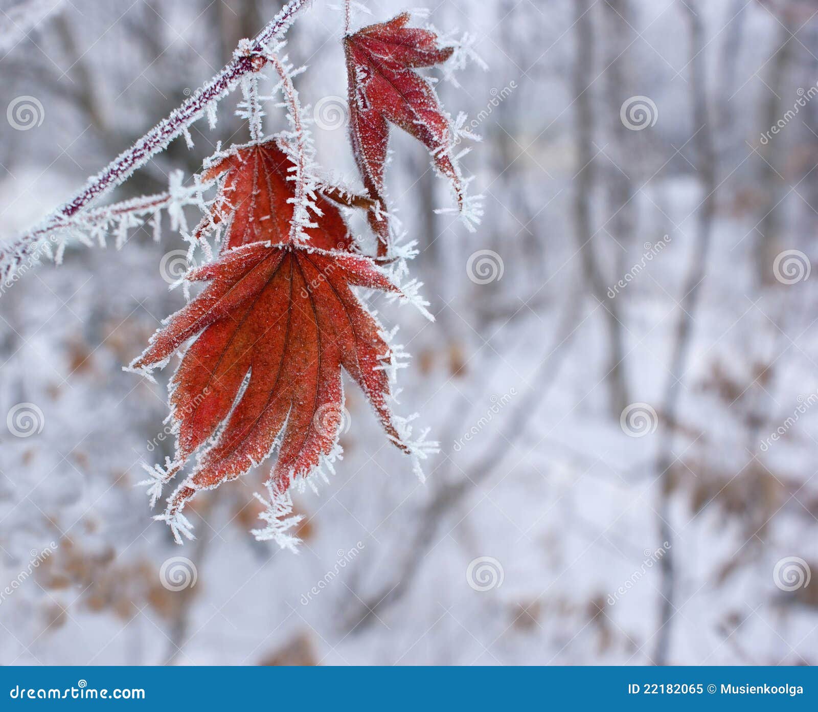 Ahornblatt im Winter. Rotes Ahornblatt in den Nadeln des Frosts auf dem Hintergrund des Winterholzes.