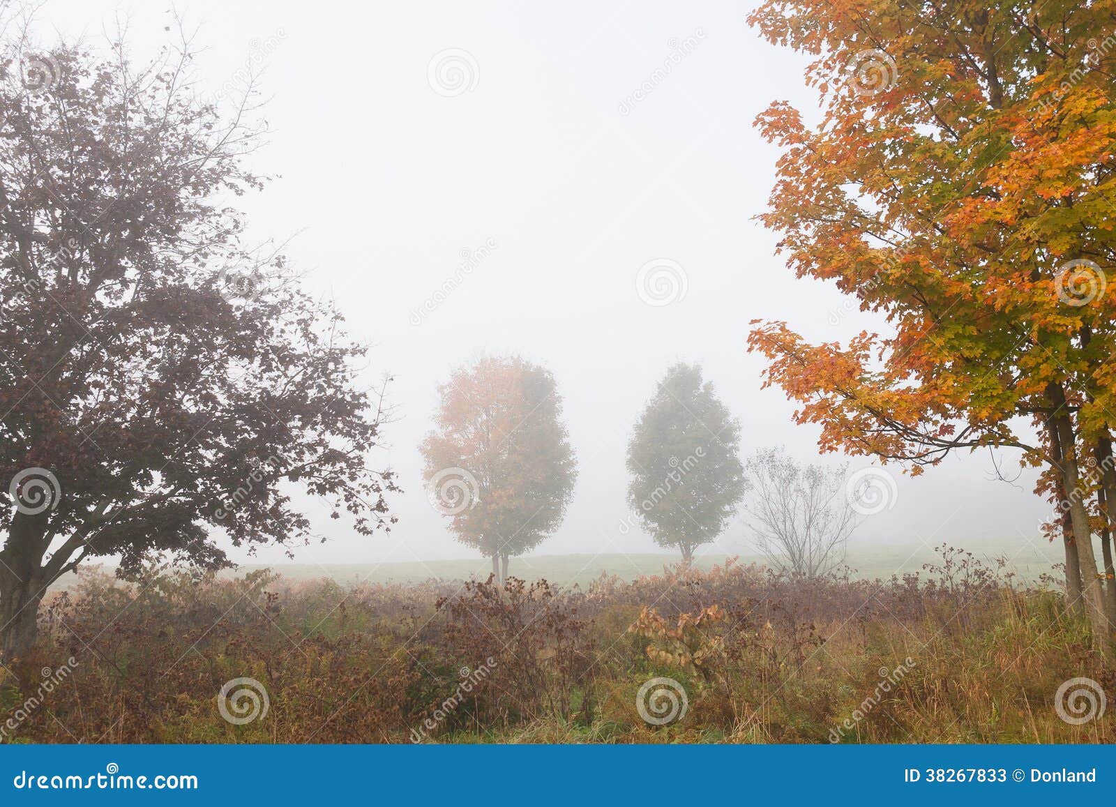 Ahornbäume während des Nebels des frühen Morgens. Paare Ahornbäume zwischen zwei Bäumen im Nebel des frühen Morgens auf einem Herbstmorgen, Stowe Vermont, USA