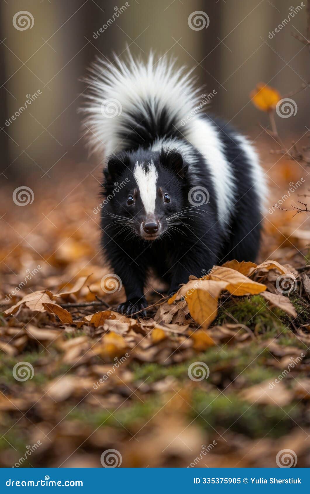 a black and white skunk in an autumn forest.