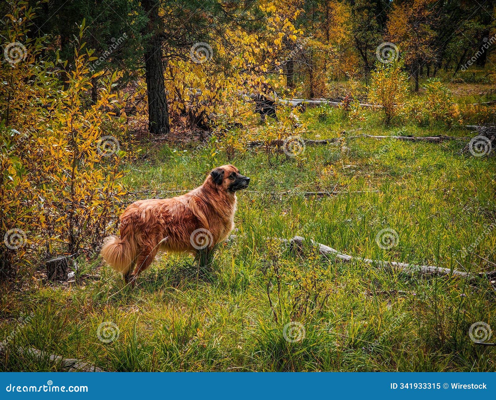 ai generated dog standing in a grassy field surrounded by fall colors, and a serene natural backdrop