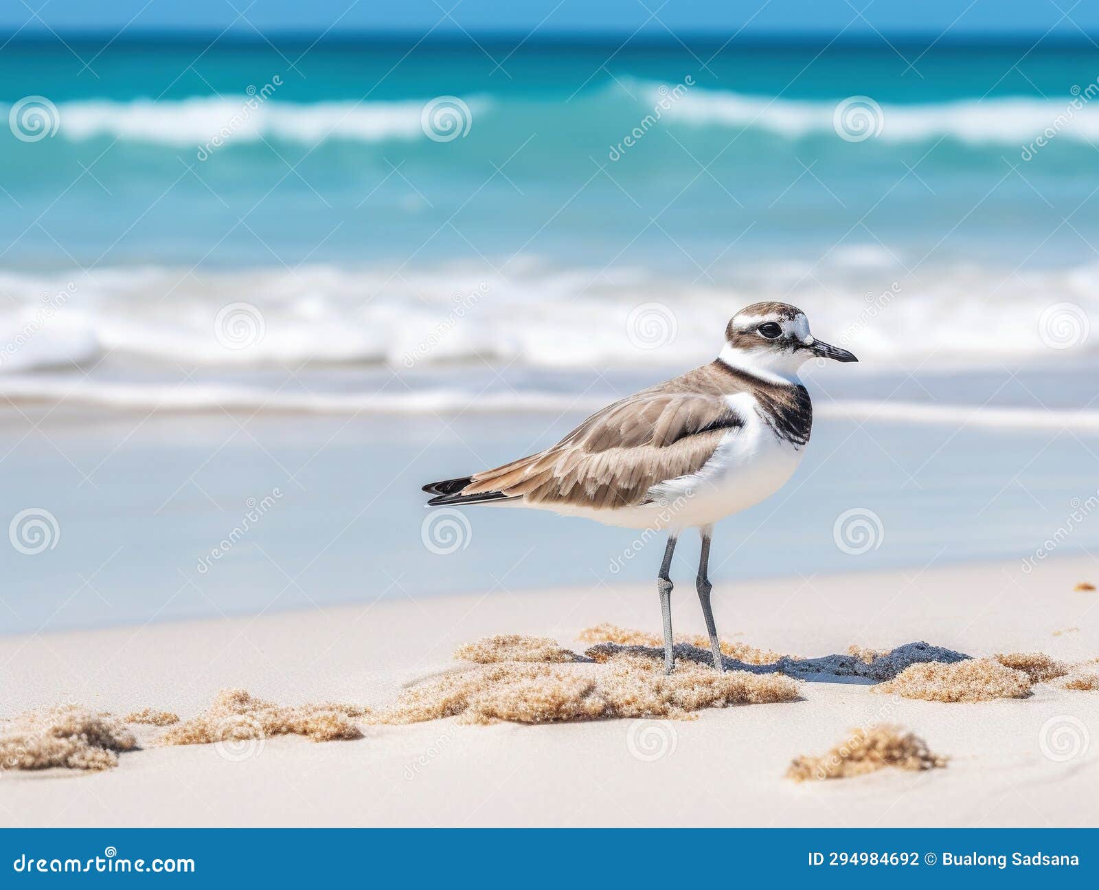 wilson s plover