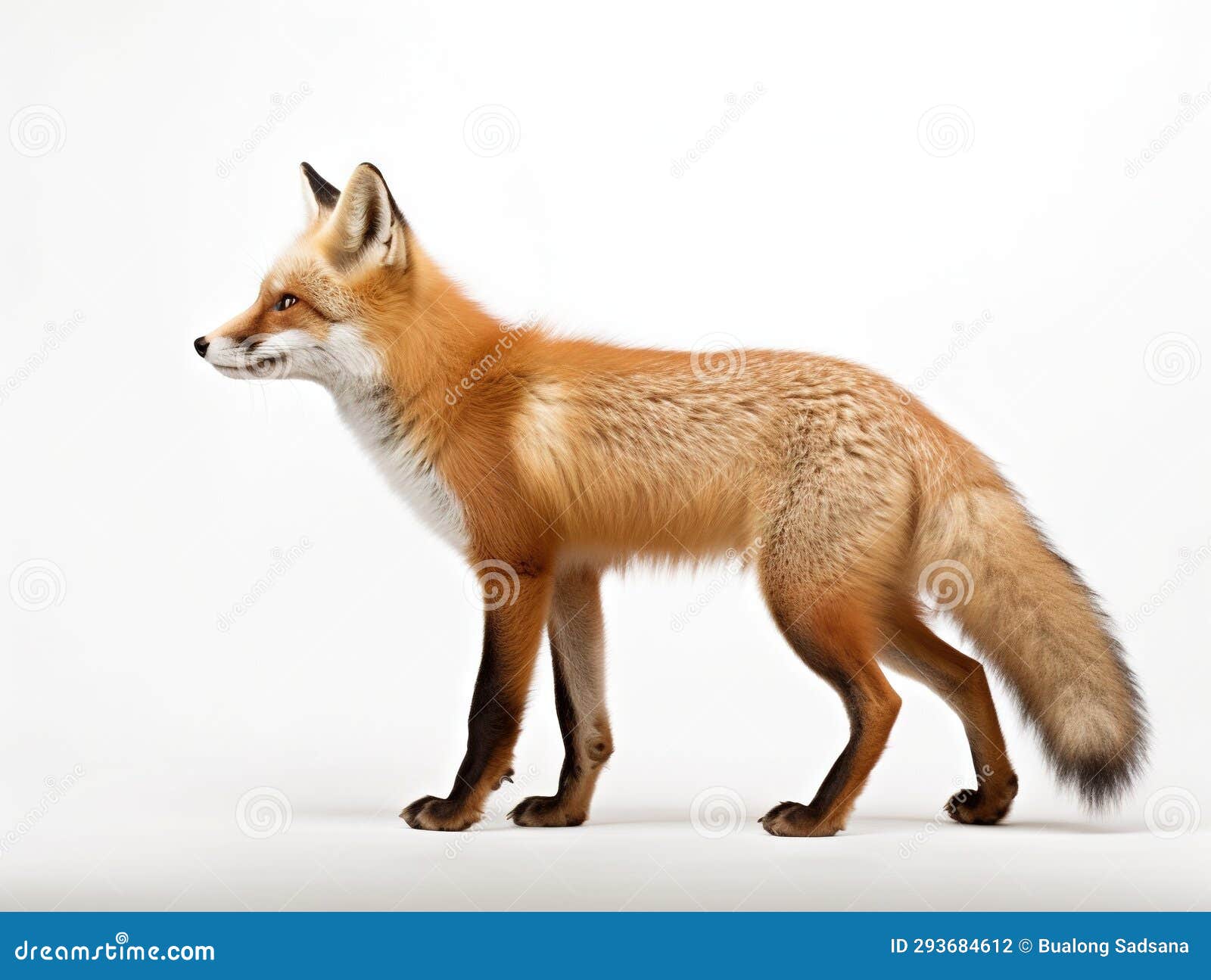 Ai Generated Illustration Wildlife Concept of Side View of Red Fox 1