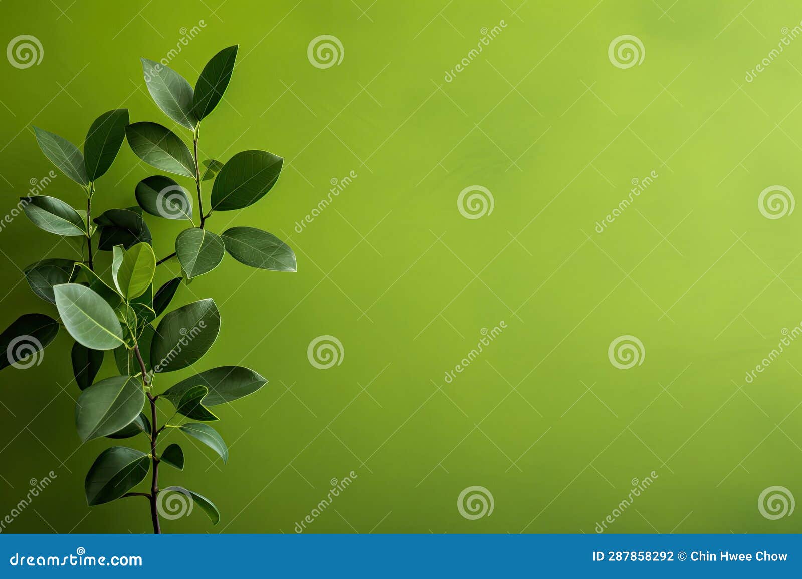 Minimalistic Wallpaper for Green Natural Plant with Clean Background