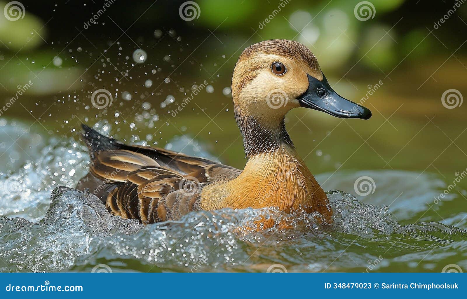 ai generator image of lesser whistling duck,dendrocygna javanica,