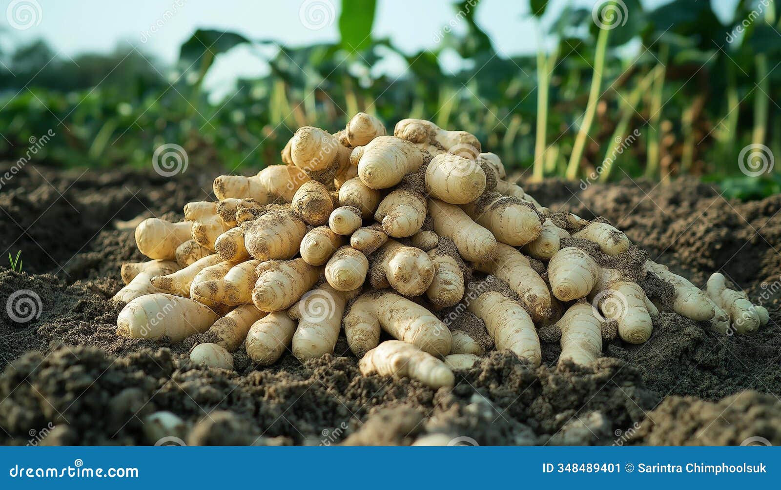 ai generator images of macro shot of a massive ginger resting on dark, moist soil, just unearthed