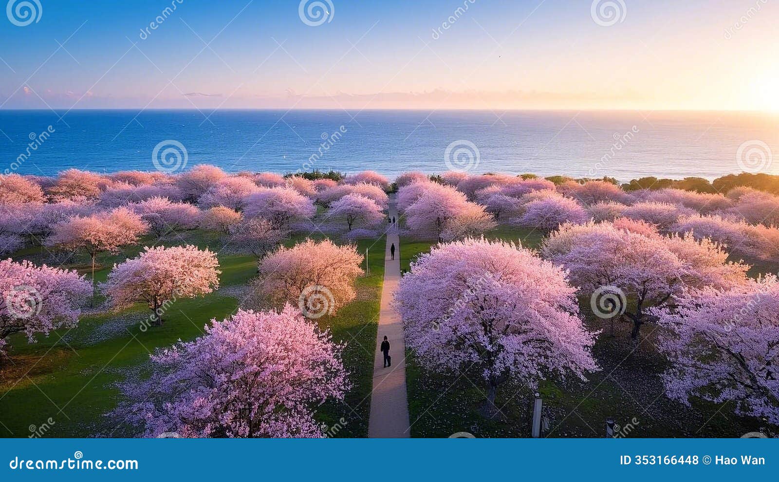 cherry blossoms are in full bloom at the lushun cherry blossom garden in dalian, liaoning, china