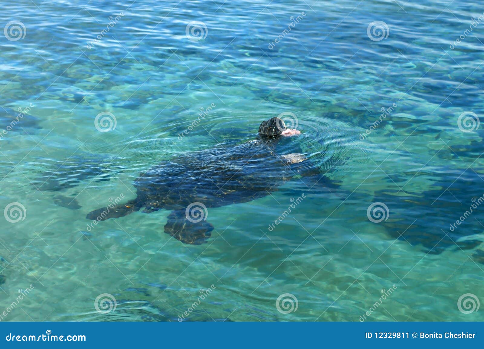 Aids in Cleaning stock image. Image of pool, shells, attached 12329811