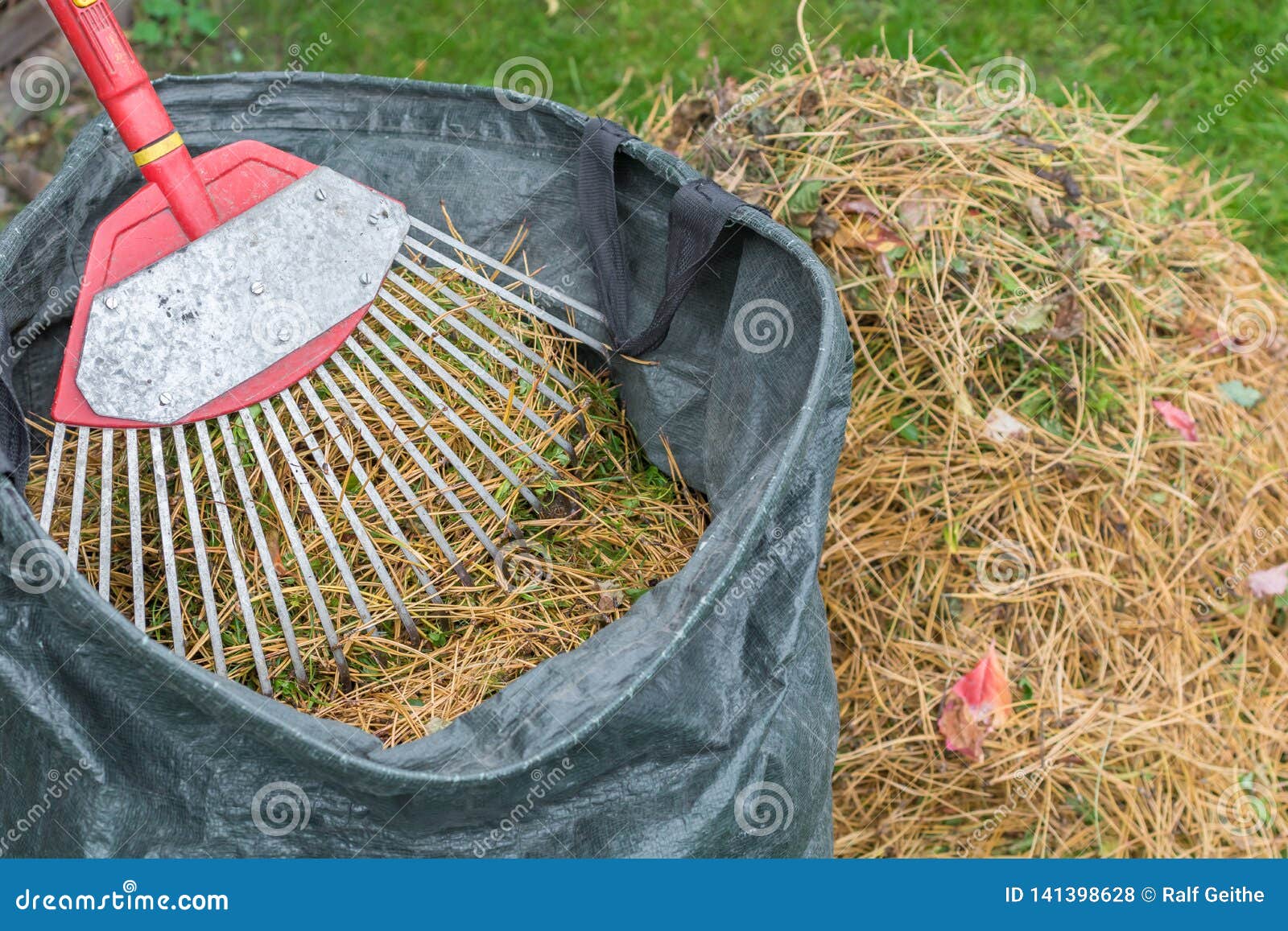 Aiguilles De Pin De Rateau Et Les Mettre Dans Un Sac De Feuille Photo Stock Image Du Pelouse Rateau