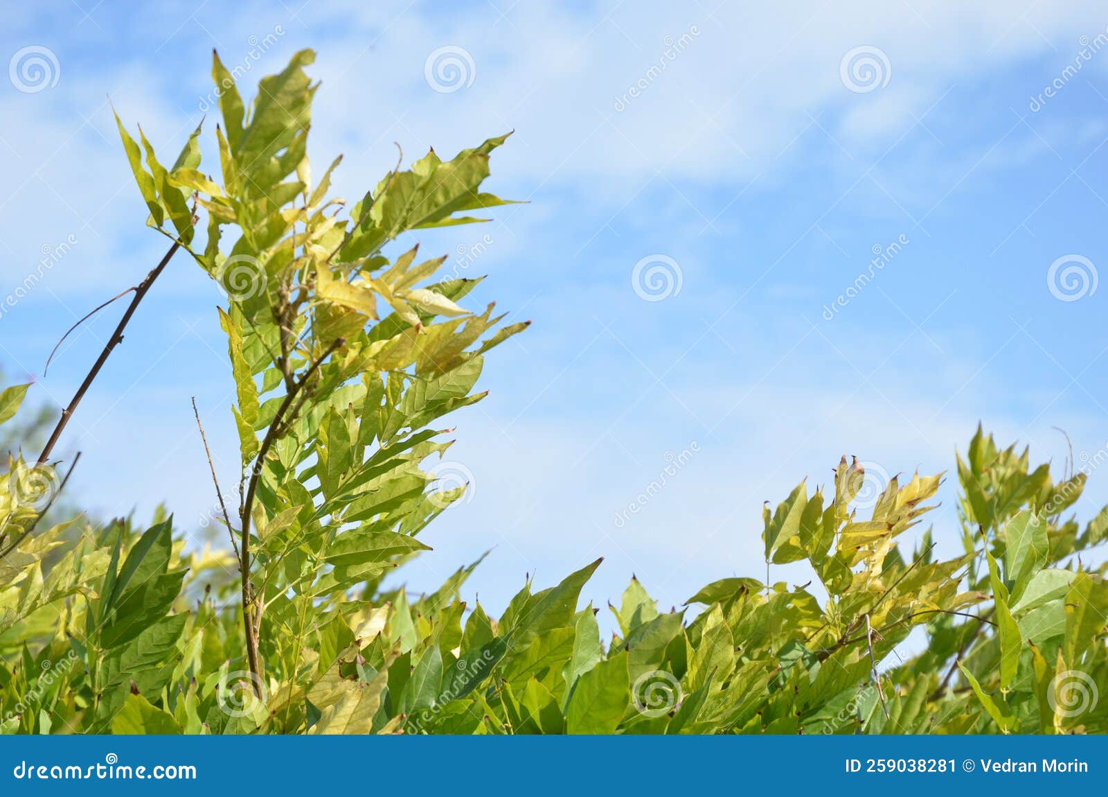 Ailanthus Altissima Or Tree Of Heaven Ailanthus Varnish Tree Stock