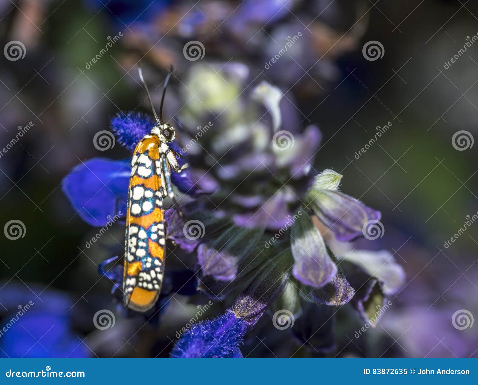 ailanthus webworm,atteva aurea