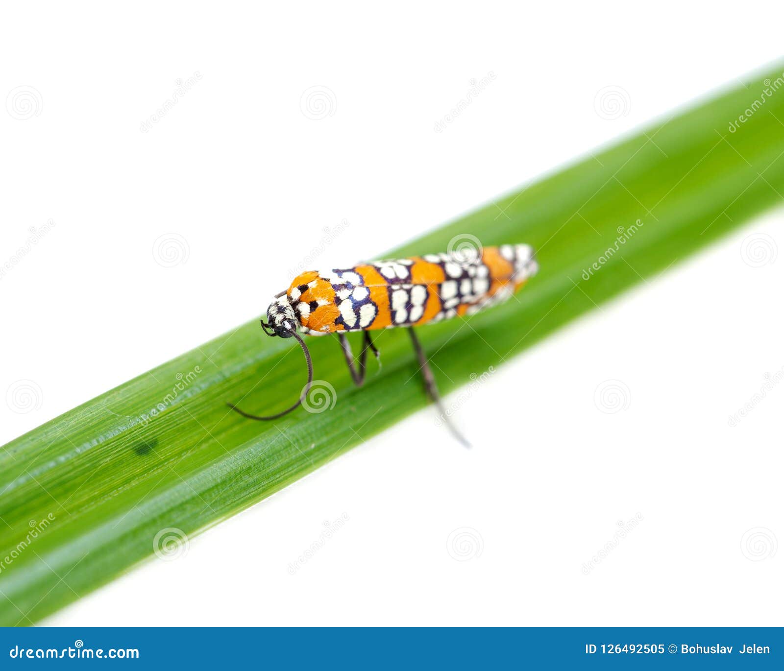 ailanthus webworm atteva aurea ermine moth on grass blade 