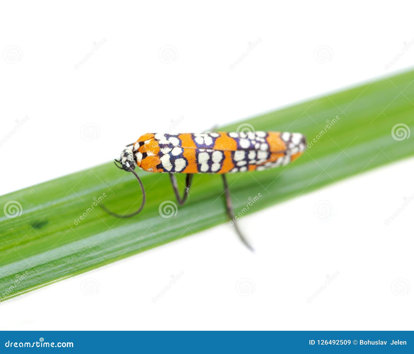ailanthus webworm atteva aurea ermine moth on grass blade 