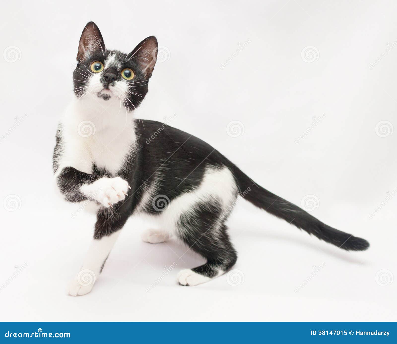 Ailerons Effrayes Par Patte Noire Et Blanche De Chat Image Stock Image Du Domestique Pets