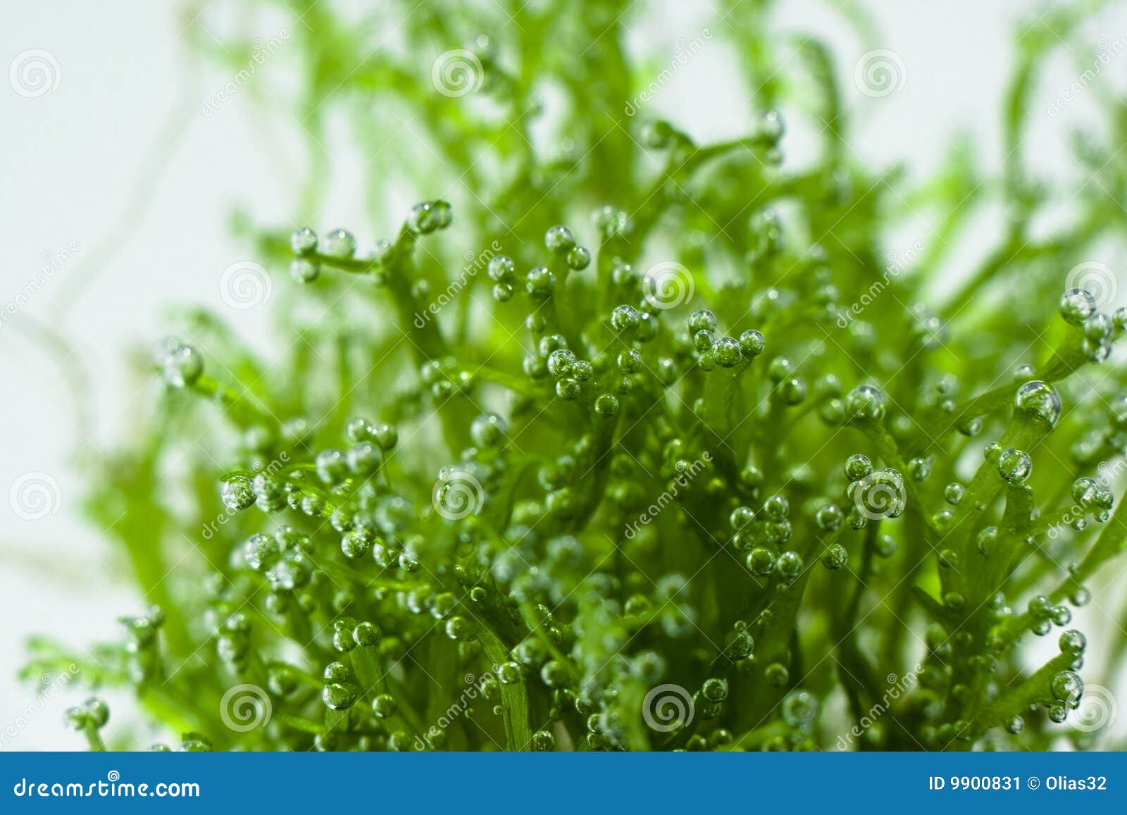 Air bubbles on seaweed stock image. Image of diet, water 9900831