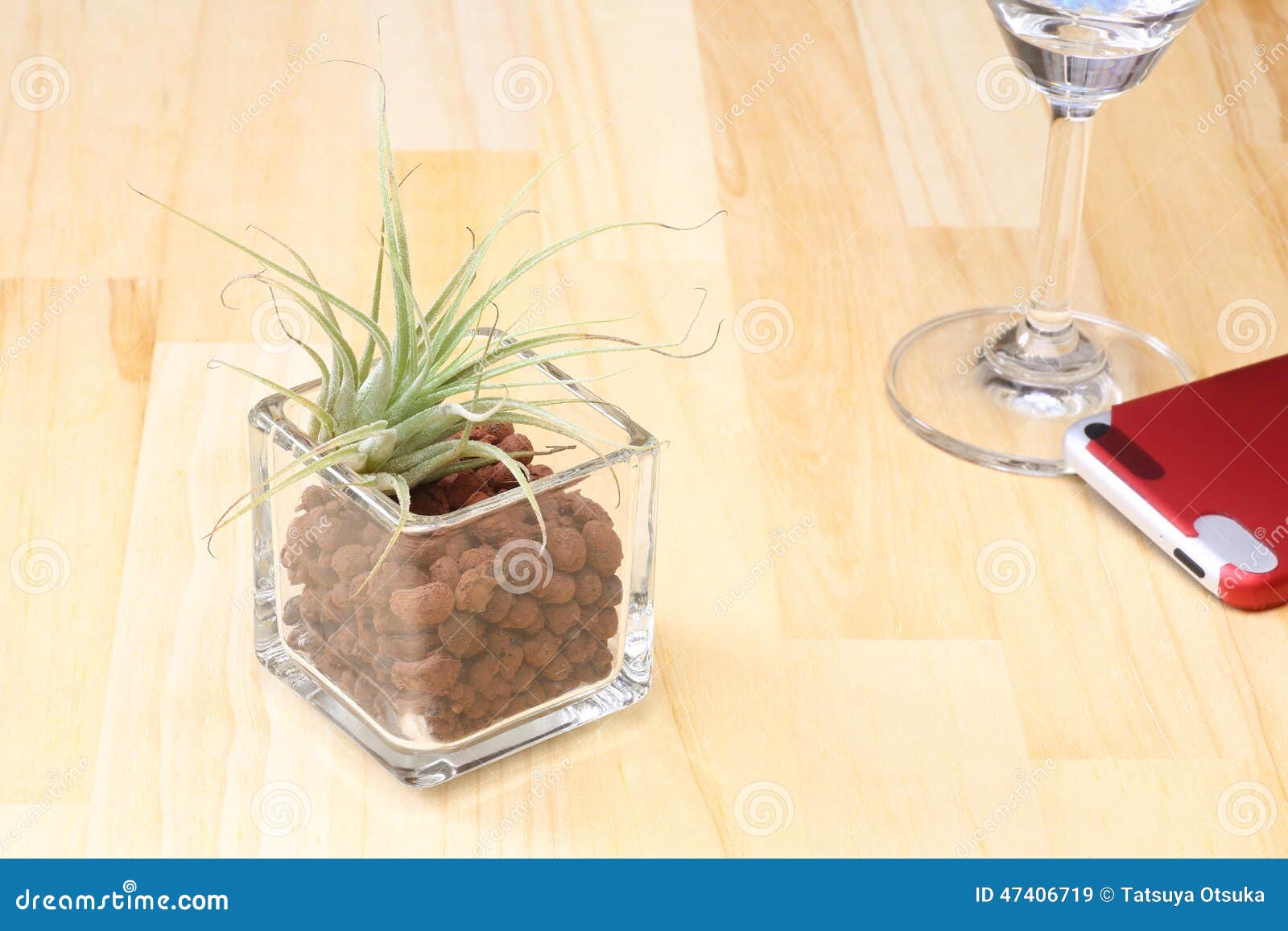 Air Plants in a Glass Vase on the Floor Stock Image Image of green