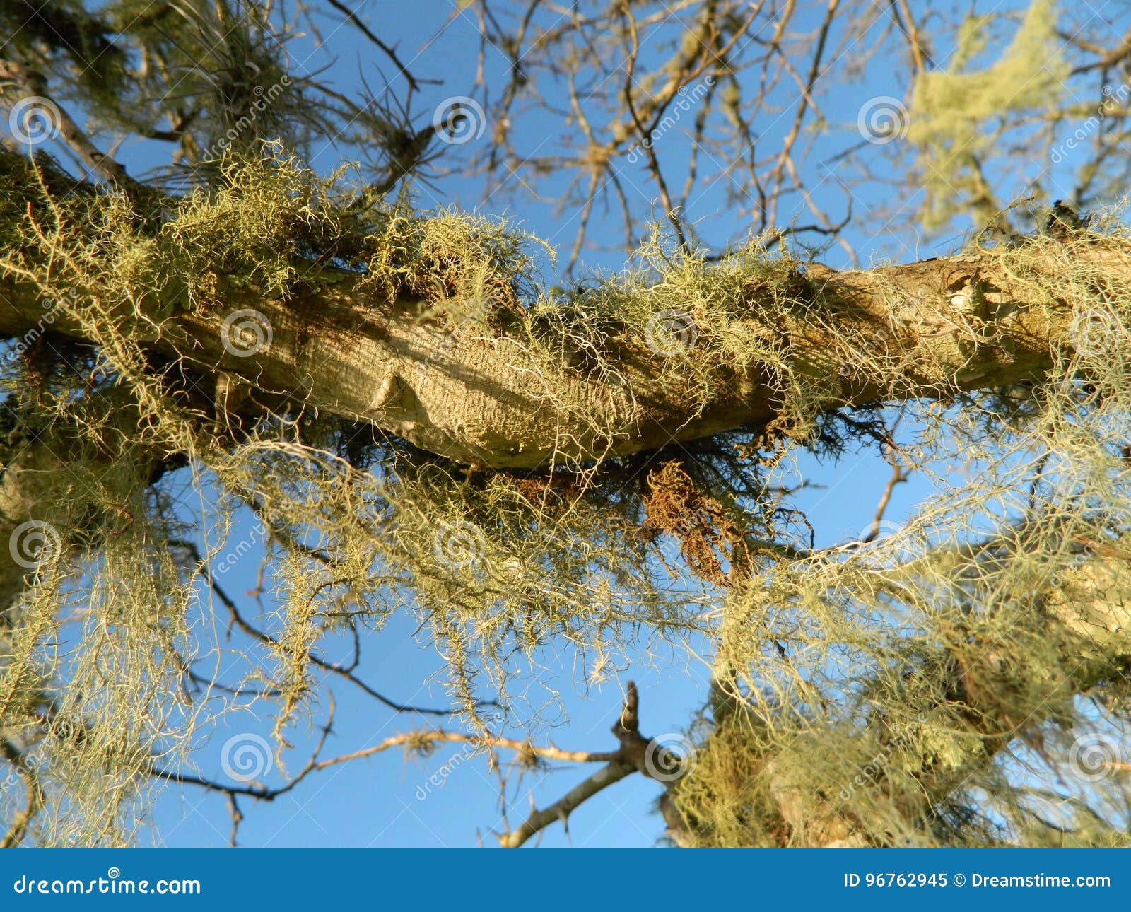 Air plants stock image. Image of nature, trees, seasonal 96762945