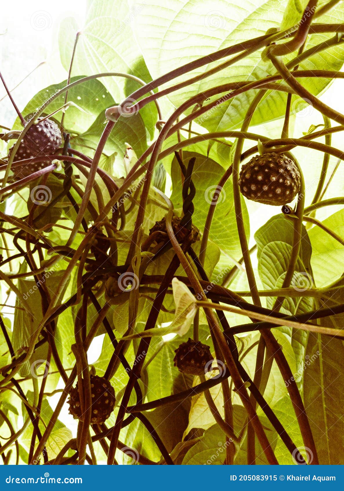 Air Potato Rainforest Herb stock image. Image of rainforest 205083915