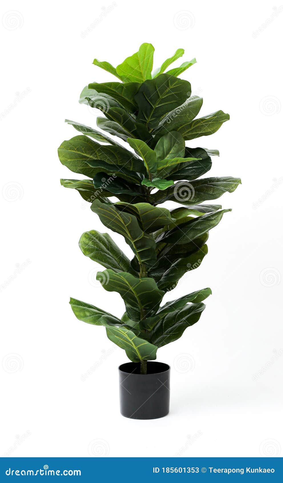 fiddle fig,ficus lyrata  on black pot without shadow on white background
