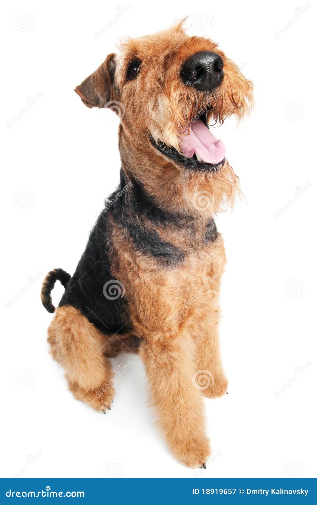 airedale terrier dog 