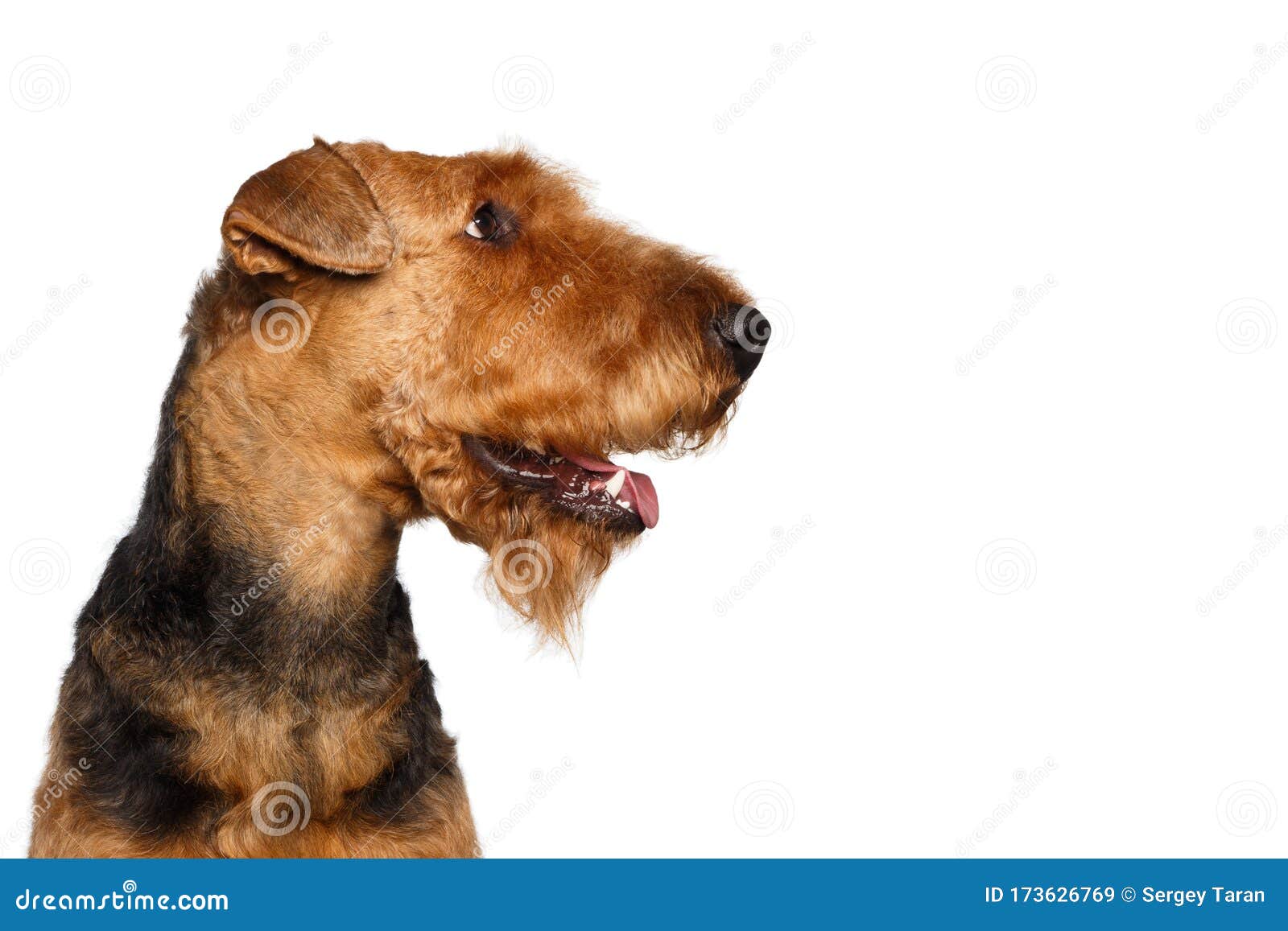 Airedale Terrier Dog On Isolated White Background Stock Image Image Of Cute Curly 173626769