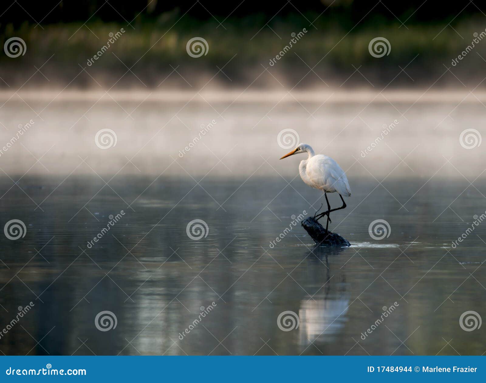 Airone che si leva in piedi su un inizio attività il fiume. Bello airone che si leva in piedi su un libro macchina durante l'alba sul fiume di James nella Virginia.