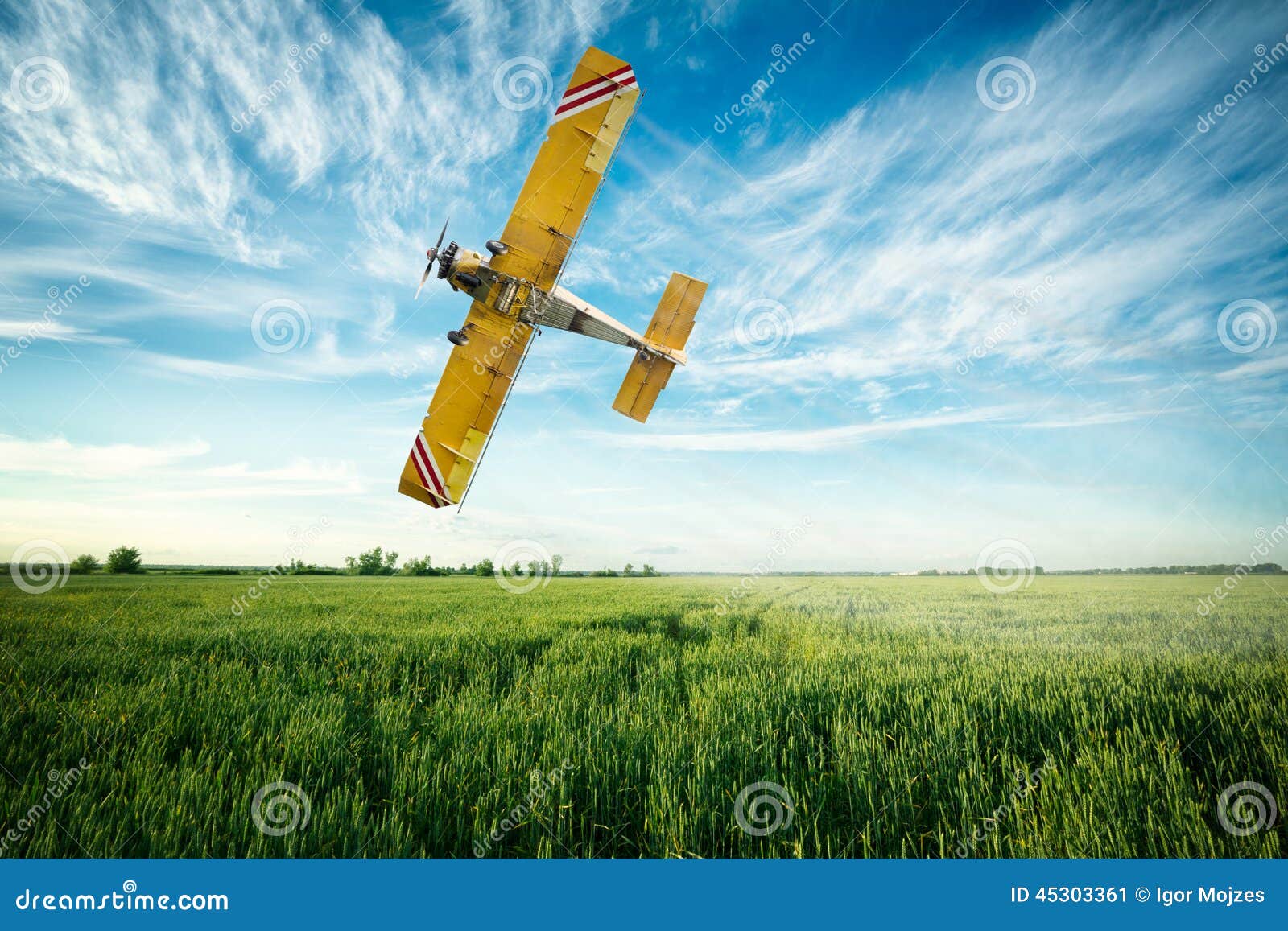 airplane flies over a wheat field spraying fungicide and pesticide