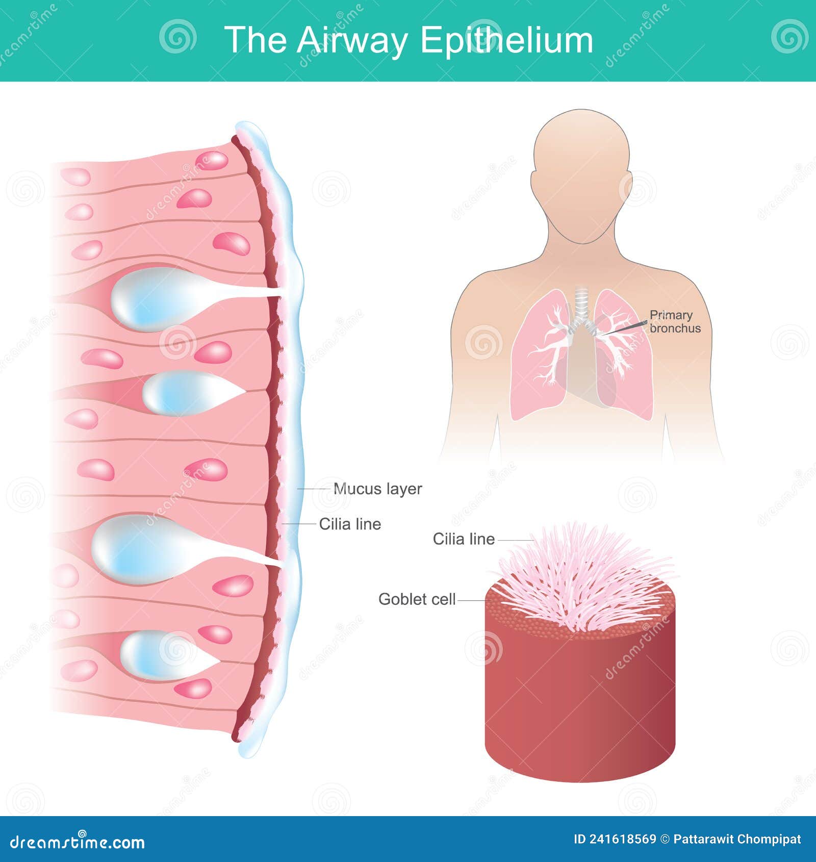 the airway epithelium. health care .