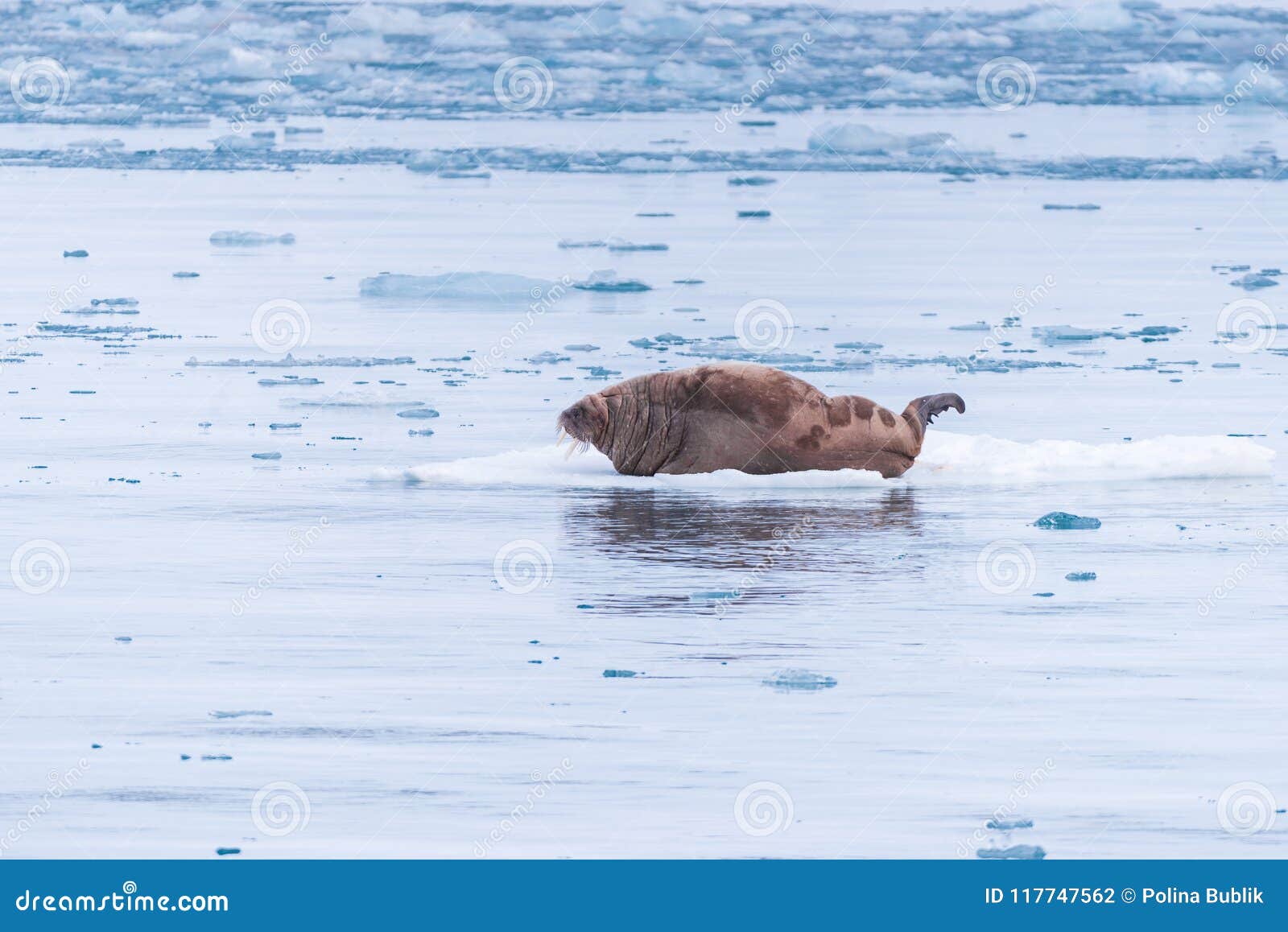 Ajardine la morsa de la naturaleza en una masa de hielo flotante de hielo del día ártico de la sol del invierno de Spitsbergen Lo. Morsa de la naturaleza del paisaje de Noruega en una masa de hielo flotante de hielo del cielo polar del día de la sol del invierno ártico de Spitsbergen Longyearbyen Svalbard