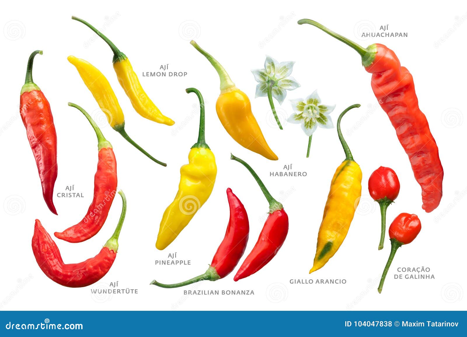 aji peppers c. baccatum set, paths