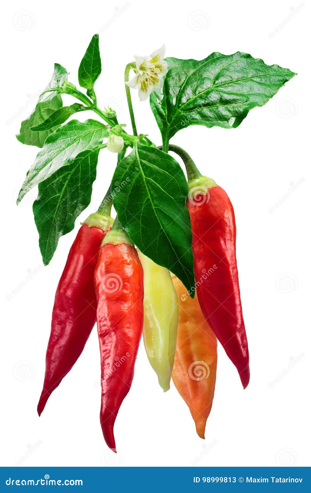 aji cristal chile plant-capsicum baccatum, paths