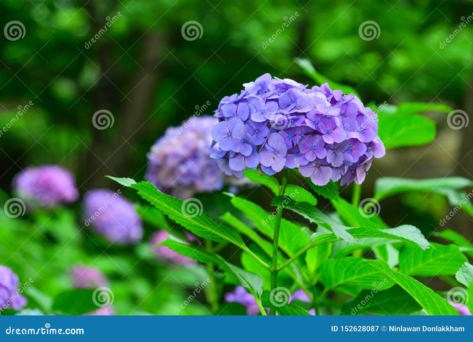 Ajisai Blooming In Spring And Summer Stock Image Image Of Decoration Closeup
