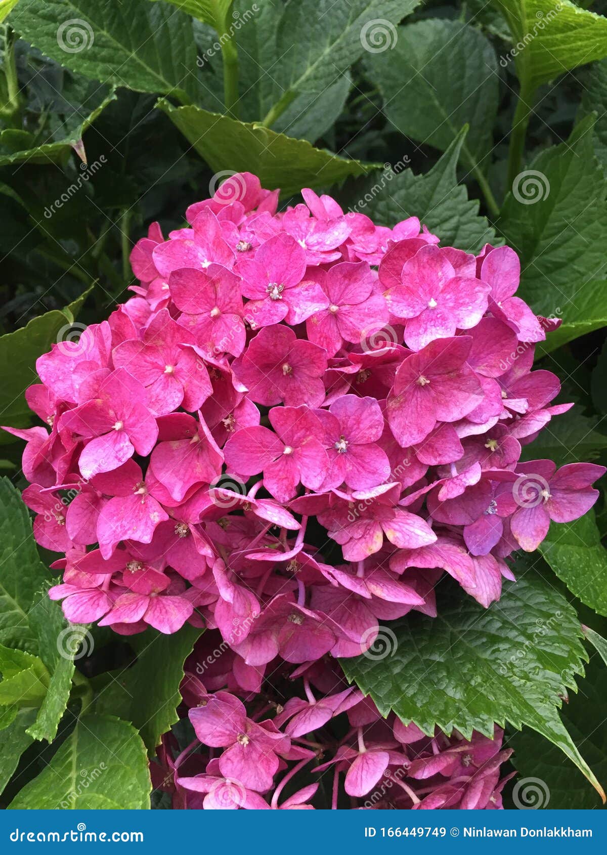 Ajisai Flower Hydrangea Blooming In Spring Stock Image Image Of Greeting Freshness