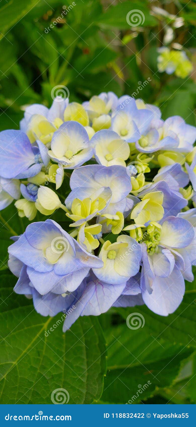 Ajisai Stock Photo Image Of Flower Blue Ajisai Japan