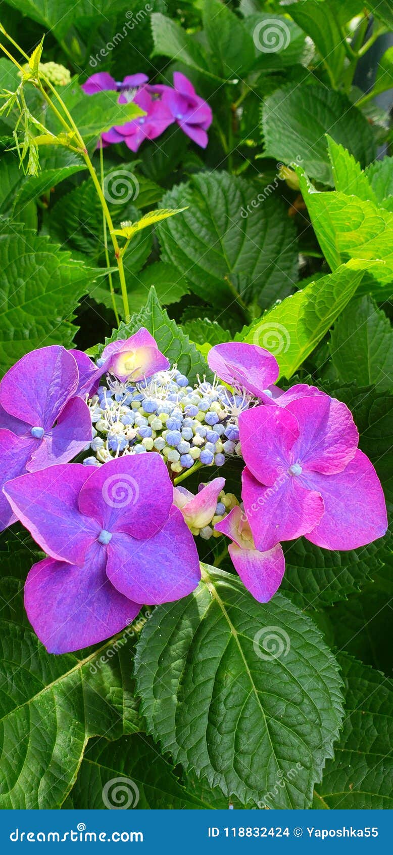 Ajisai Stock Photo Image Of Flower Violet Parc Japan