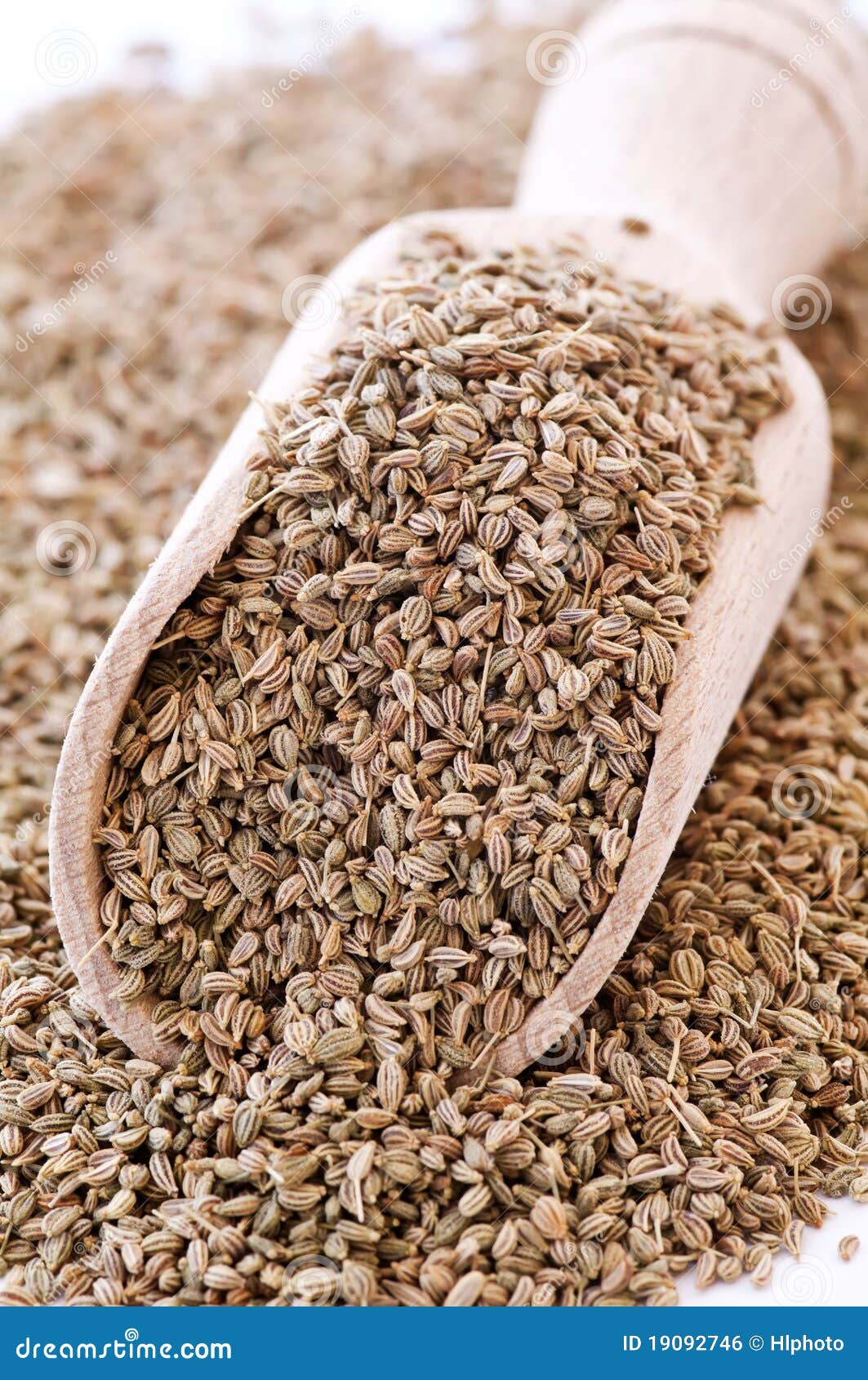Ajowan Seed stock photo. Image of ajowan, ammi, flavor 19092746