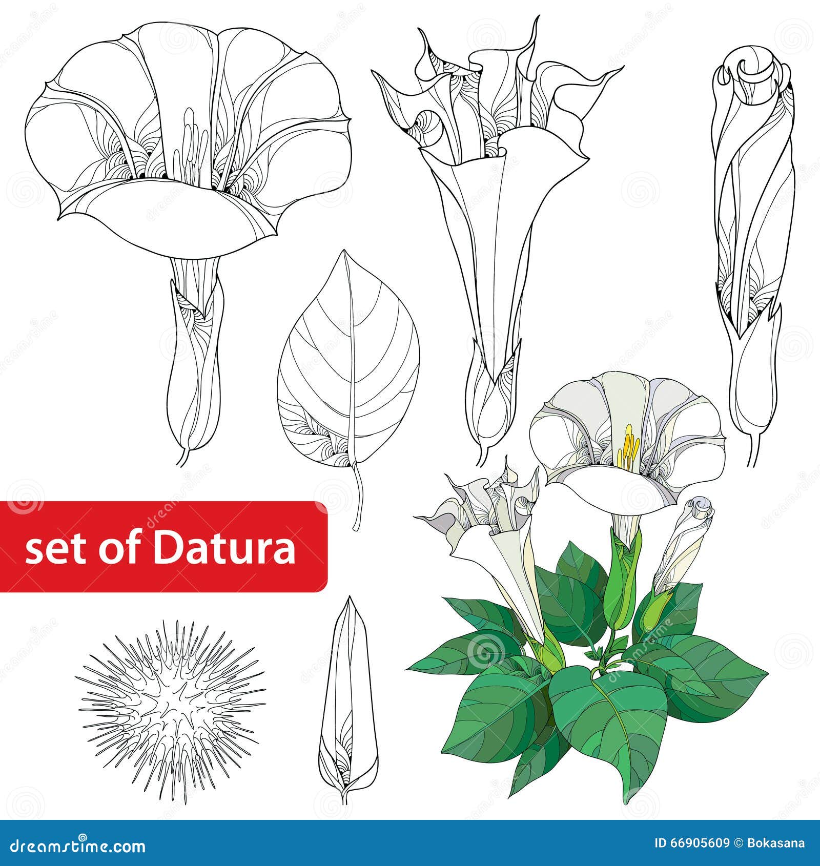 Ajuste Com Stramonium Do Estramônio Ou Maçã De Espinho Planta Venenosa Flor, Leavs, Botão E Fruto No Fundo Branco Ilustração do Vetor - Ilustração de sino, projeto: 66905609 Ajuste Com Stramonium Do Estramônio Ou Maçã De Espinho Planta Venenosa Flor, Leavs, Botão E Fruto No Fundo Branco Ilustração do Vetor - Ilustração de sino, projeto: 66905609