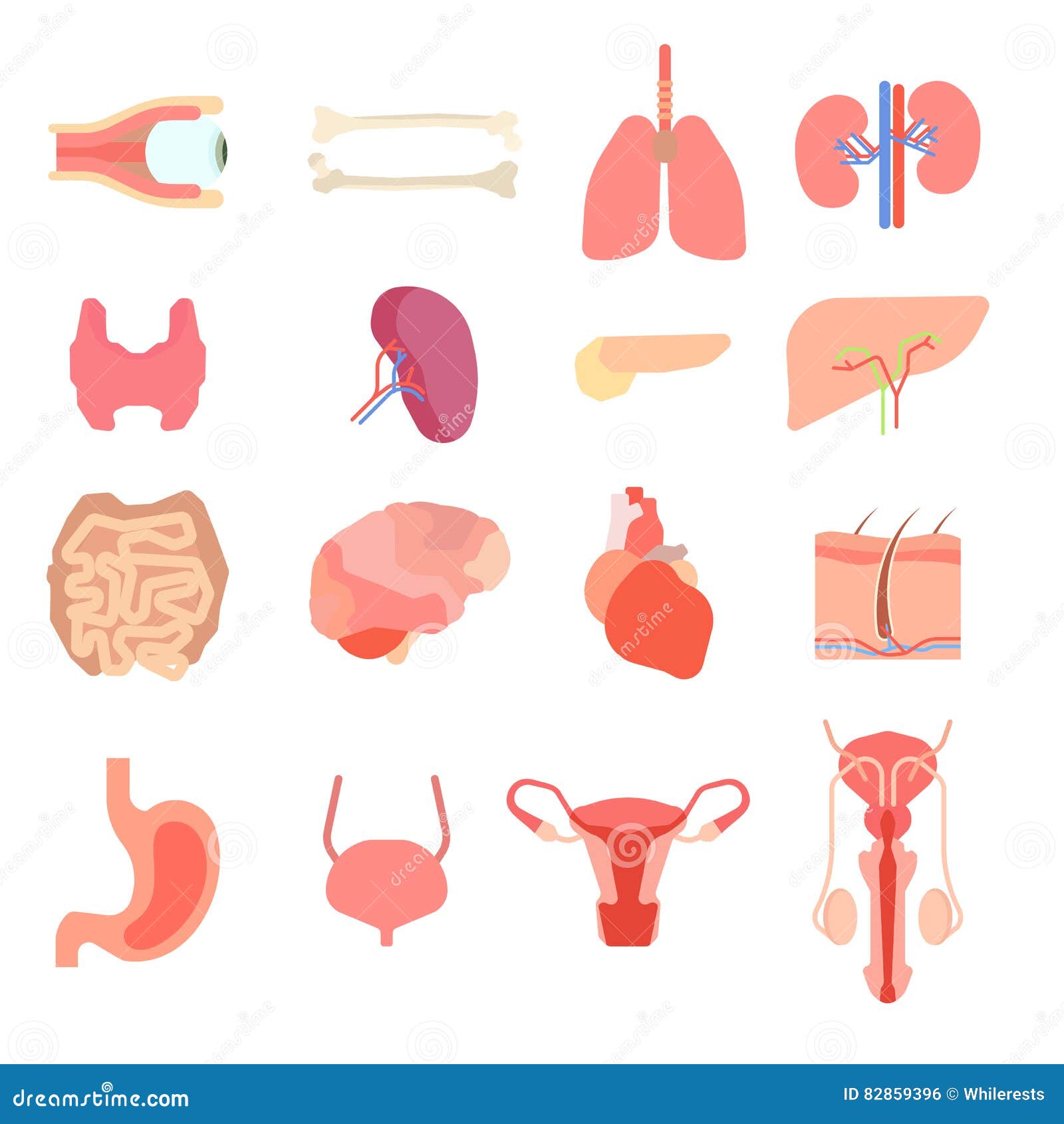 Vetor. órgãos humanos de desenho animado, que administra o medicamento. •  adesivos para a parede exames médicos, intestino, infográfico