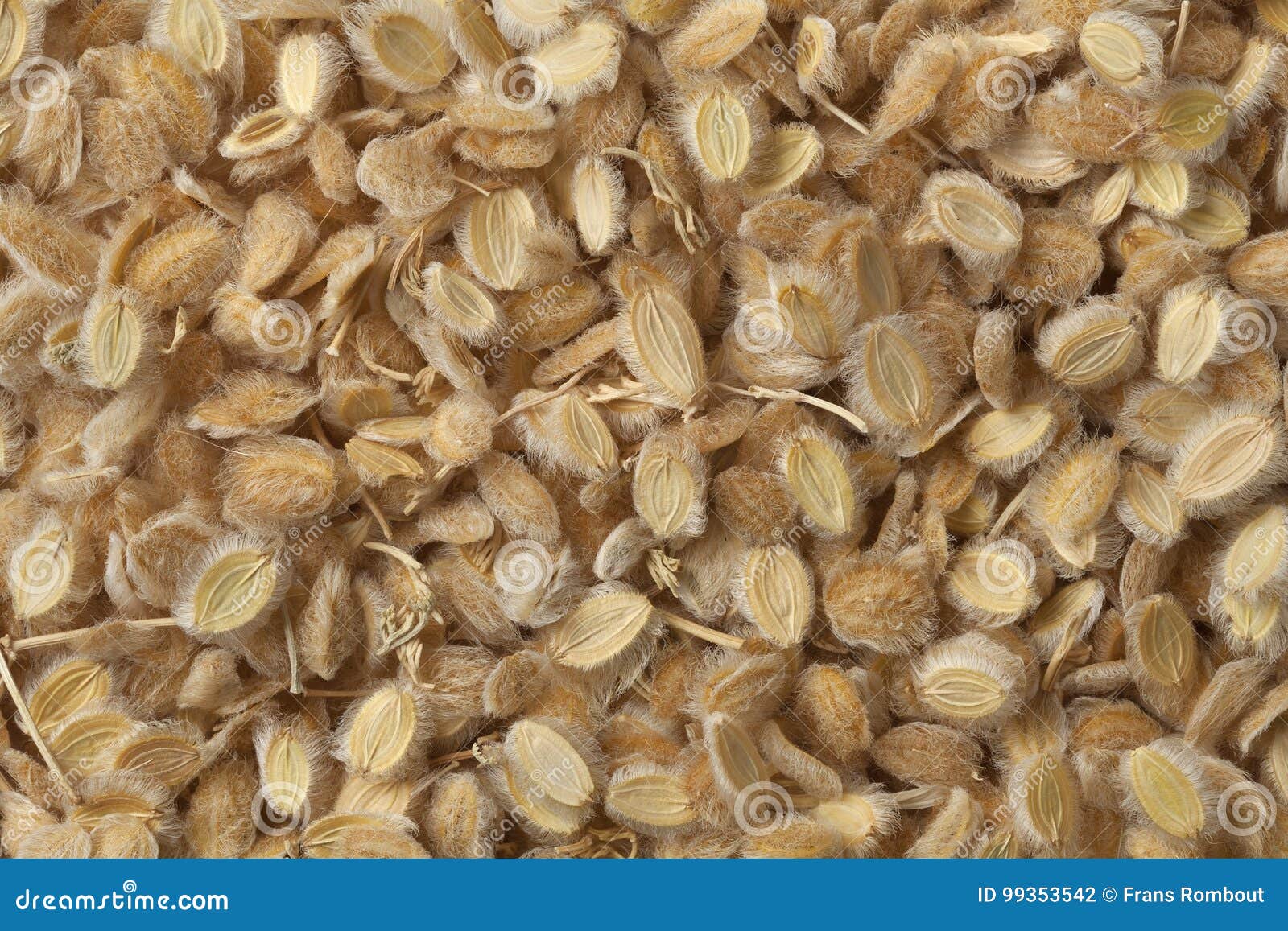 Ajwain fruit stock photo. Image of seasoning, indian 99353542