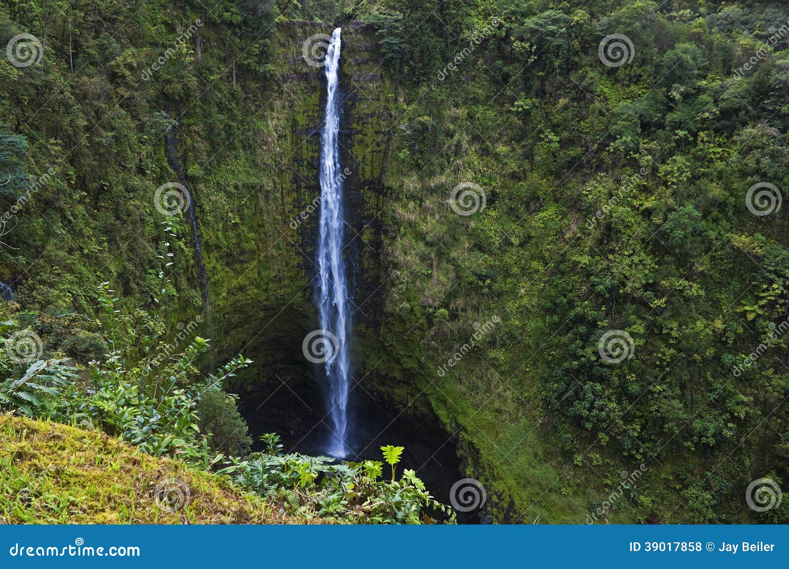 akaka falls, big island, hawaii