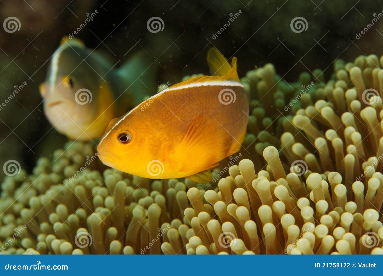 Akallopisos d'Amphiprion - mer d'Andaman. Cette photo sous-marine a été prise sur le récif outre de la Thaïlande en mer d'Andaman.